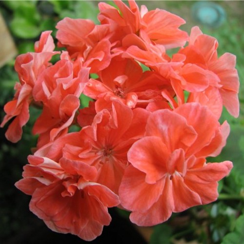 Pelargonium 'Beverly Park' - Pelargoon 'Beverly Park' P9/0,55L